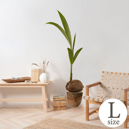 貼ってはがせる Botanical Sticker ボタニカルステッカー Lサイズ ココヤシ HMST-BTS-L04