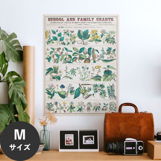 Hattan Art Poster ハッタンアートポスター botanical: economical uses of plants / HP-00017 Mサイズ(45cm×60cm)