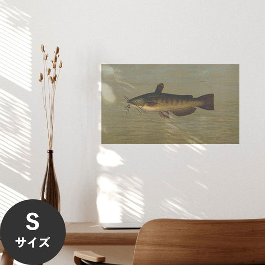 Hattan Art Poster ハッタンアートポスター The Common Bullhead / HP-00101 Sサイズ(45cm×26cm)