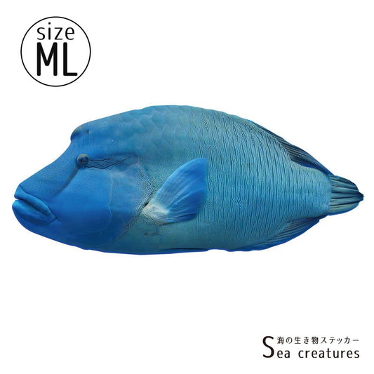 【鍵井 靖章 Yasuaki Kagii】海の生き物ステッカー Sea creatures ML ナポレオンフィッシュ(左向き)