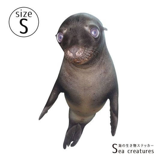 【鍵井 靖章 Yasuaki Kagii】海の生き物ステッカー Sea creatures S カルフォルニアアシカA (左向き)