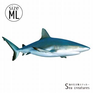 【鍵井 靖章 Yasuaki Kagii】海の生き物ステッカー Sea creatures ML メジロザメ(右向き)