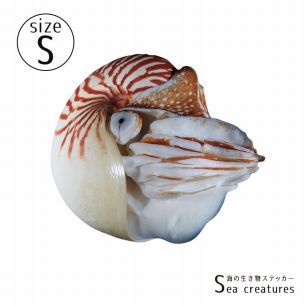 【鍵井 靖章 Yasuaki Kagii】海の生き物ステッカー Sea creatures S オウムガイ(右向き)