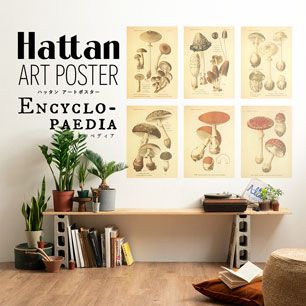 はがせるポスター壁紙 Hattan Art Poster Encyclopaedia ハッタン アートポスター エンサイクロペディア マッシュルーム HAAP-EN07