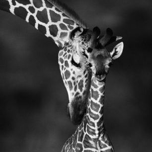 輸入壁紙 カスタム壁紙 PHOTOWALL / Giraffes - b/w (e6346)