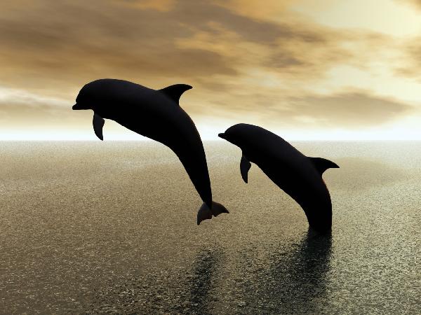 輸入壁紙 カスタム壁紙 PHOTOWALL / Dolphin Silhouettes (e10064)