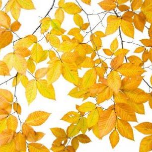 輸入壁紙 カスタム壁紙 PHOTOWALL / Yellow Leaves on White Background (e10101)