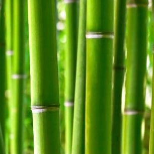 輸入壁紙 カスタム壁紙 PHOTOWALL / Zen Bamboo (e1802)