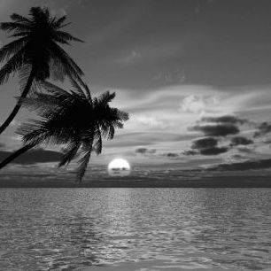 輸入壁紙 カスタム壁紙 PHOTOWALL / Coconut Palm Sunset - b/w (e1902)