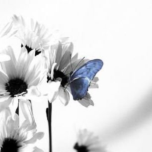 輸入壁紙 カスタム壁紙 PHOTOWALL / Julia Butterfly - b/w Blue (e20358)