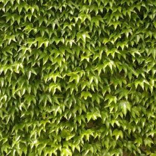 輸入壁紙 カスタム壁紙 PHOTOWALL / Green Wall of Ivy Leaves (e20981)