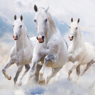 輸入壁紙 カスタム壁紙 PHOTOWALL / Sky Horses (e21346)