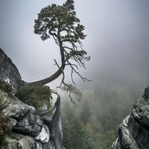 輸入壁紙 カスタム壁紙 PHOTOWALL / Tree on Mountain (e22491)