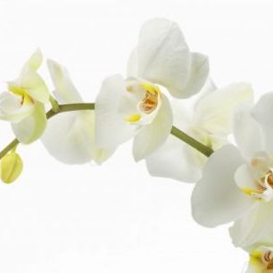 輸入壁紙 カスタム壁紙 PHOTOWALL / Soft White Orchid Stem (e23040)