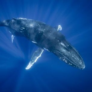 輸入壁紙 カスタム壁紙 PHOTOWALL / Majestic Humpback Whale (e23791)