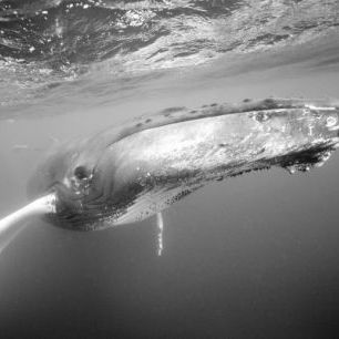 輸入壁紙 カスタム壁紙 PHOTOWALL / Humpback Whale (e23799)