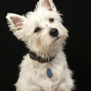 輸入壁紙 カスタム壁紙 PHOTOWALL / West Highland Terrier (e24351)