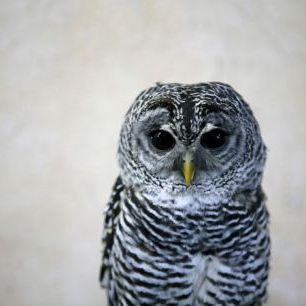 輸入壁紙 カスタム壁紙 PHOTOWALL / Portrait of an Owl (e24357)