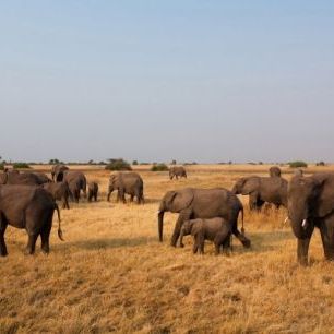 輸入壁紙 カスタム壁紙 PHOTOWALL / African Elephant Herd (e24643)