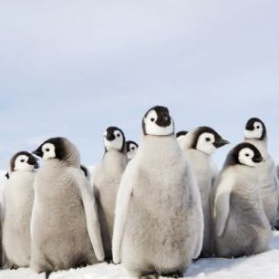 輸入壁紙 カスタム壁紙 PHOTOWALL / Group of Emperor Penguin Chicks (e24653)