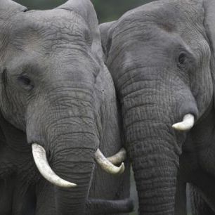 輸入壁紙 カスタム壁紙 PHOTOWALL / Friendly Elephants (e29609)