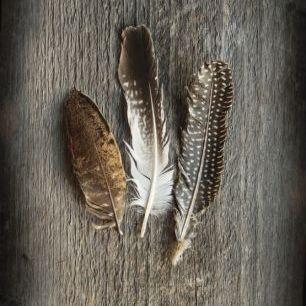 輸入壁紙 カスタム壁紙 PHOTOWALL / Feathers on Wood II (e25891)