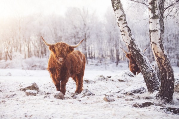輸入壁紙 カスタム壁紙 PHOTOWALL / Highland Cattle (e310106)