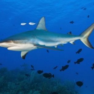 輸入壁紙 カスタム壁紙 PHOTOWALL / Caribbean Reef Shark (e310369)