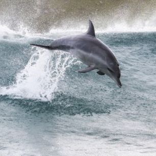 輸入壁紙 カスタム壁紙 PHOTOWALL / Indo-Pacific Bottlenose Dolphin (e310393)
