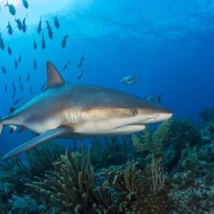 輸入壁紙 カスタム壁紙 PHOTOWALL / Caribbean Reef Shark (e310396)