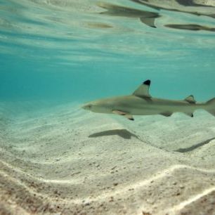 輸入壁紙 カスタム壁紙 PHOTOWALL / Blacktip Reef Shark (e310398)