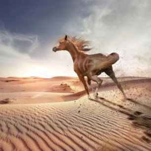 輸入壁紙 カスタム壁紙 PHOTOWALL / Running Horse in the Desert (e310662)