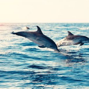 輸入壁紙 カスタム壁紙 PHOTOWALL / Dolphins Jumping from the Sea (e316501)