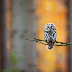 輸入壁紙 カスタム壁紙 PHOTOWALL / Tawny Owl (e317630)