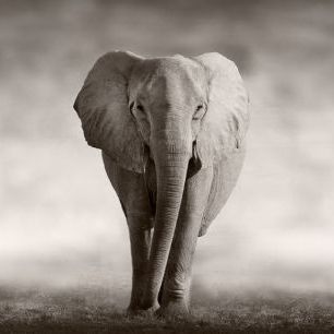 輸入壁紙 カスタム壁紙 PHOTOWALL / Elephant (e317843)