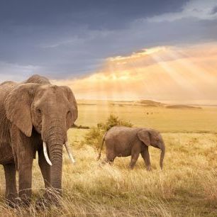 輸入壁紙 カスタム壁紙 PHOTOWALL / African Elephants in Sunset Light (e317848)