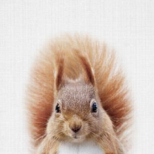 輸入壁紙 カスタム壁紙 PHOTOWALL / Squirrel (e322749)