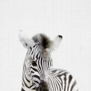 輸入壁紙 カスタム壁紙 PHOTOWALL / Baby Zebra (e322790)