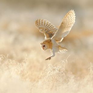 輸入壁紙 カスタム壁紙 PHOTOWALL / Owl Flight (e324518)