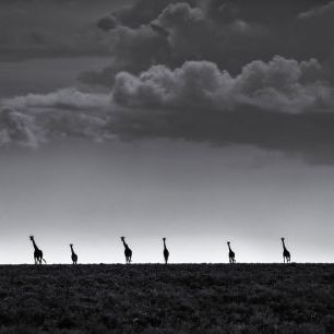 輸入壁紙 カスタム壁紙 PHOTOWALL / Six Giraffes (e323760)