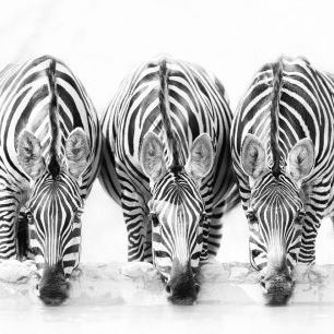 輸入壁紙 カスタム壁紙 PHOTOWALL / Zebras (e324437)
