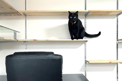 【みんなのリフォーム】猫愛あふれる住まいづくり｜2025年5月受賞発表！