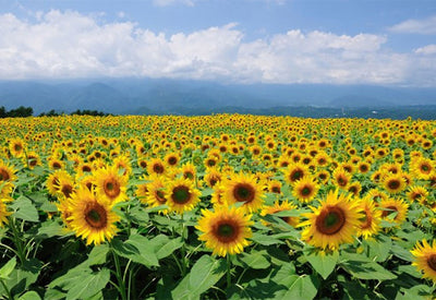 壁紙とふり返る、ひと夏の思い出～ 夏がもっと楽しくなる壁紙特集～