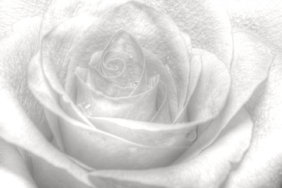 輸入壁紙 カスタム壁紙 PHOTOWALL / High Key Rose - b/w (e1586)