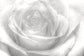 輸入壁紙 カスタム壁紙 PHOTOWALL / High Key Rose - b/w (e1586)