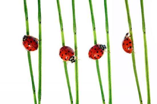 輸入壁紙 カスタム壁紙 PHOTOWALL / Collection of Lady Bugs (e19132)