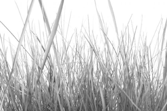 輸入壁紙 カスタム壁紙 PHOTOWALL / High Grass - b/w (e10002)