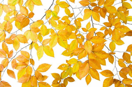 輸入壁紙 カスタム壁紙 PHOTOWALL / Yellow Leaves on White Background (e10101)