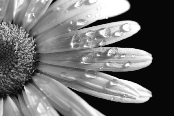 輸入壁紙 カスタム壁紙 PHOTOWALL / Daisy Close up - b/w (e1843)