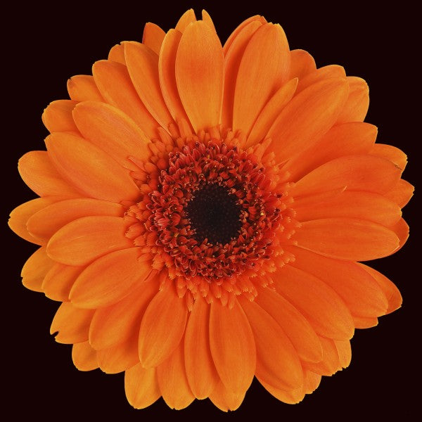 輸入壁紙 カスタム壁紙 PHOTOWALL / Orange Gerbera - Black (e19493)